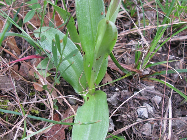 trattasi di orchis militaris....simia...o purpurea???